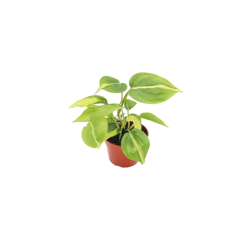 Philodendron Brazil -4'' from California Tropicals