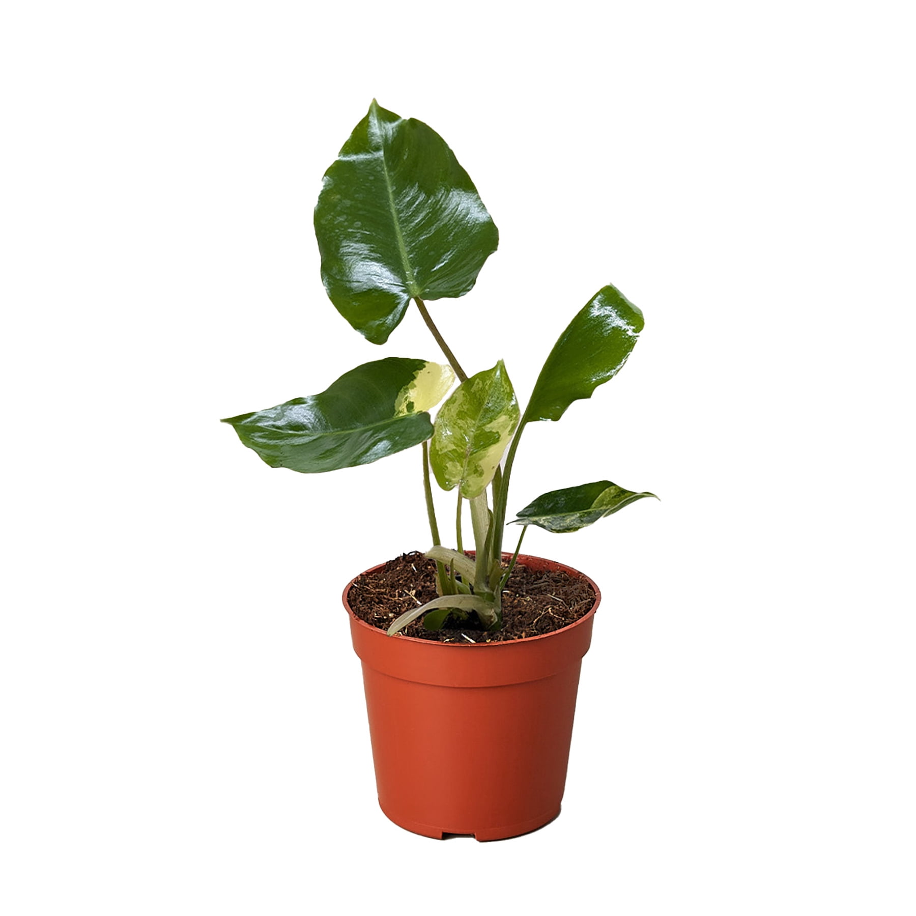 KS Plants Philodendron Burle Marx Albo