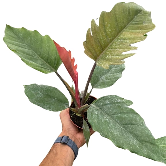 Philodendron Choco Empress, 4" Pot, Indoor Houseplant, Easy Care, Live Plant for Indoor & Outdoor