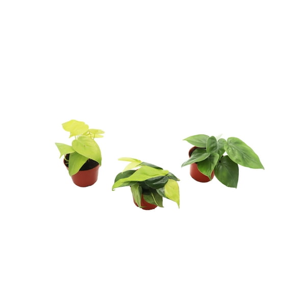 Philodendron Combo - 4'' from California Tropicals