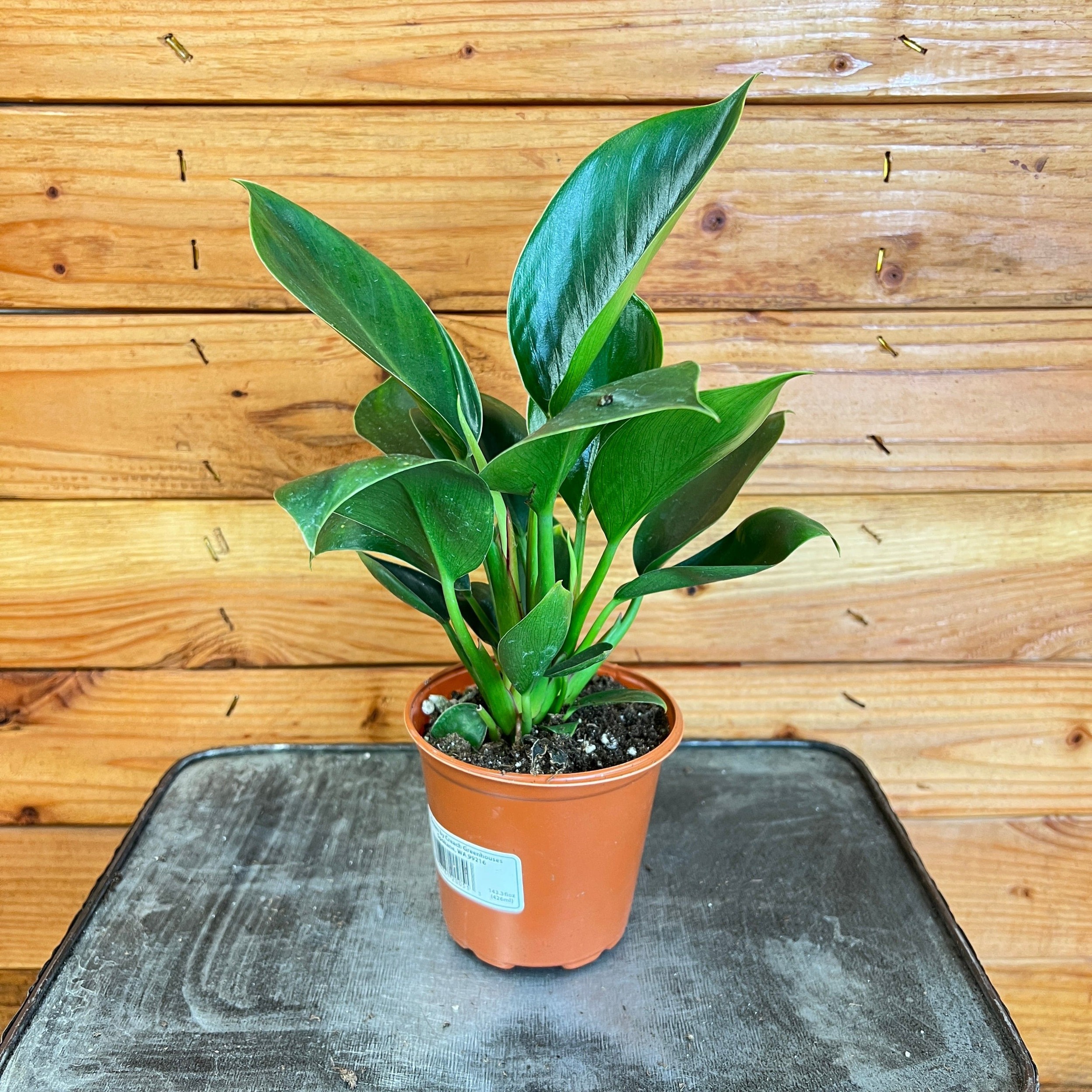 Philodendron Congo Apple, 4" Plant, The Plant Farm