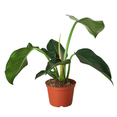 Philodendron 'Congo Green', 4" Pot, Indoor Houseplant, Easy Care, Live Plant for Indoor & Outdoor