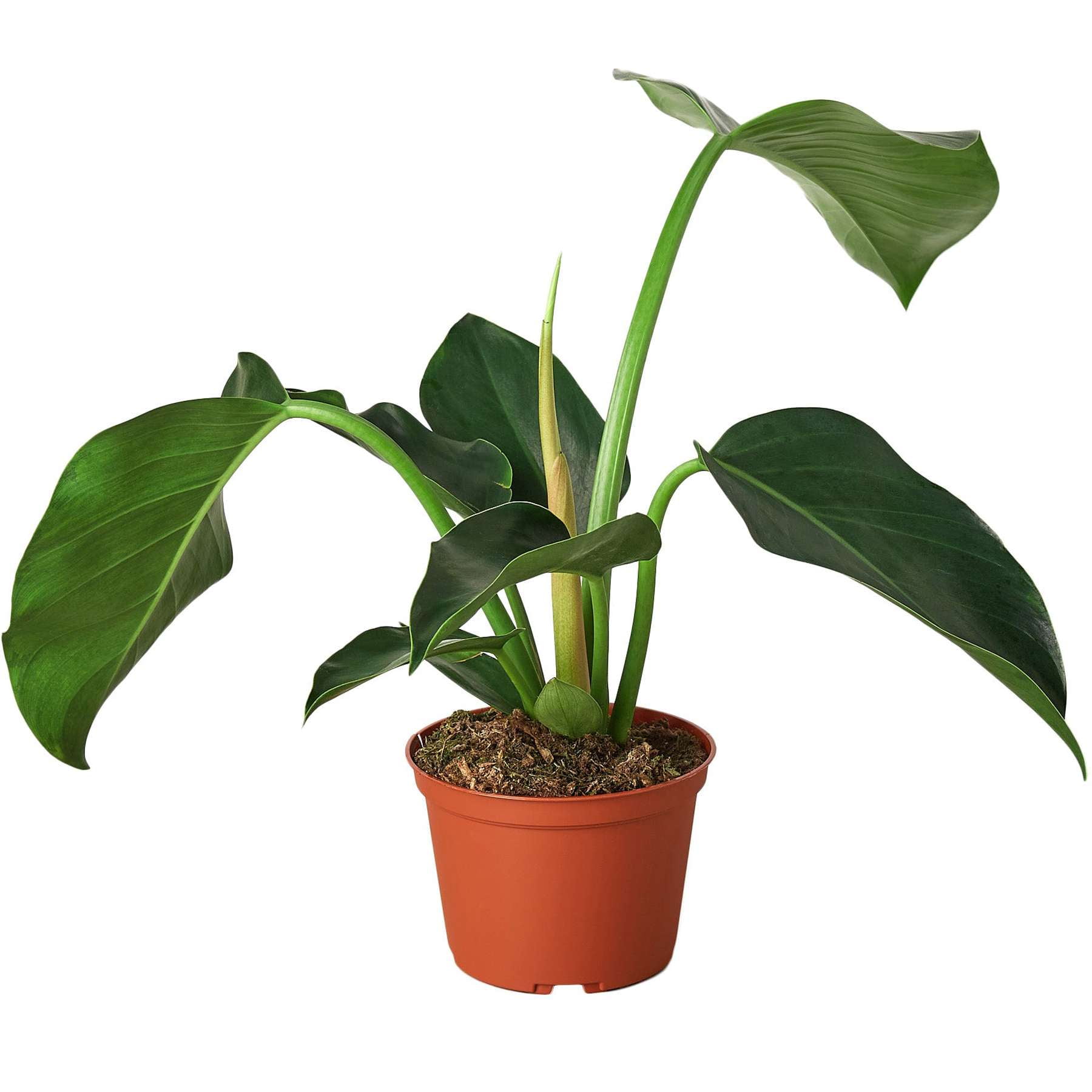 Philodendron Congo Green Live Plant for Indoor | Different Houseplants in 4'' & 6'' Pot | Real House Plant for Living Room, Office, Desk & Bathroom | Congo Green