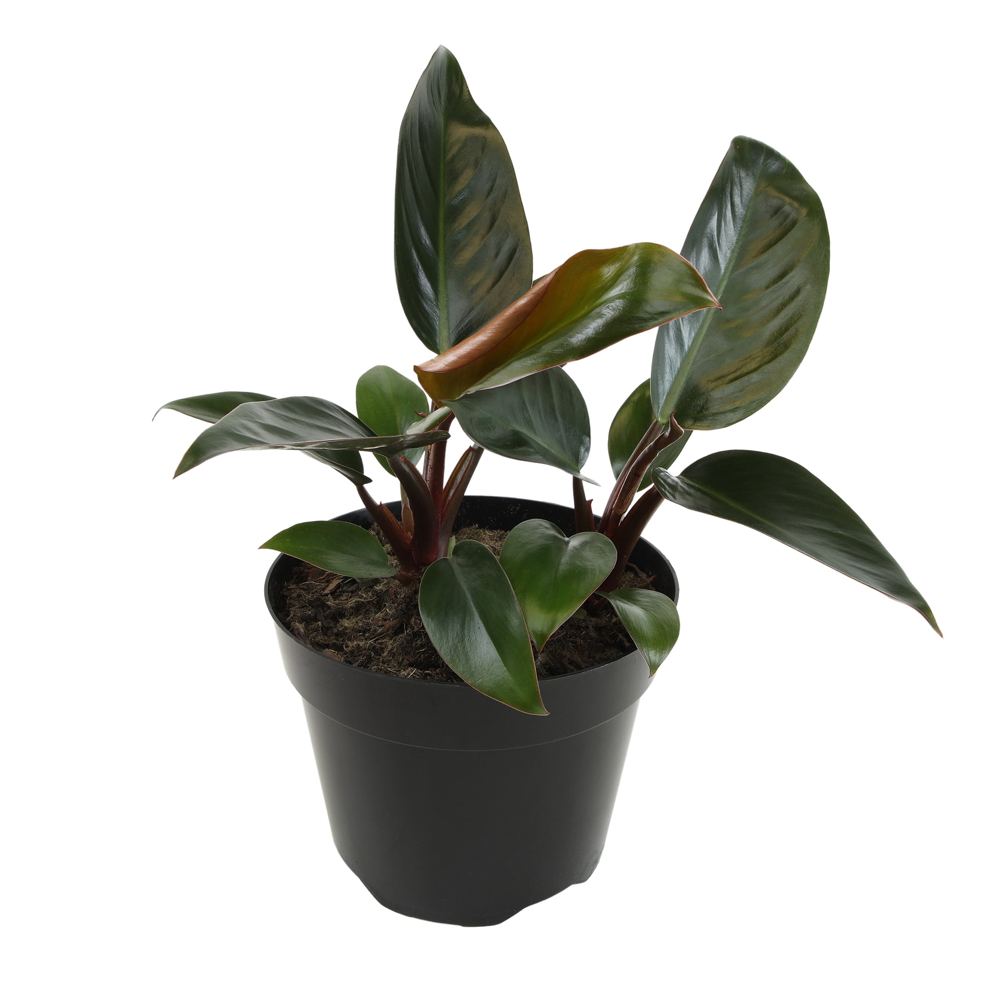 Philodendron 'Congo Red' Indoor Houseplant | 8in Grow Pot; Indirect Light | Element by Altman Plants