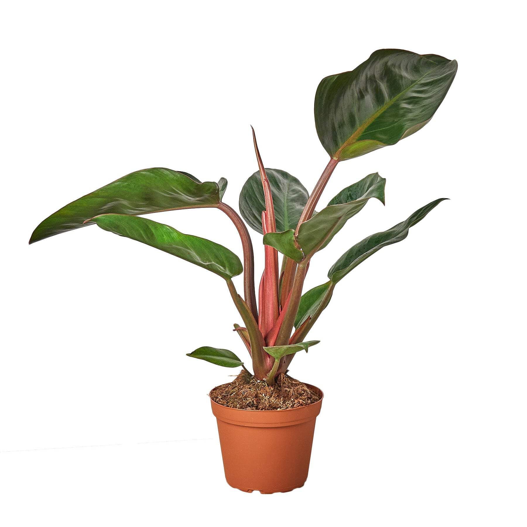 Philodendron 'Congo Rojo', 6" Pot, Indoor Houseplant, Easy Care, Live