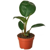Philodendron Congo Rojo Live Plant for Indoor | Different Houseplants in 4'' & 6'' Pot | Real House Plant for Living Room, Office, Desk & Bathroom | Congo Rojo