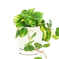 thumbnail image 1 of Philodendron Cordatum Brasil (4" Minimalist Pot) - Colorful Air-purifying Houseplant for Decoration - Live Healthy Easy to Care Houseplant for Beginners, 1 of 4