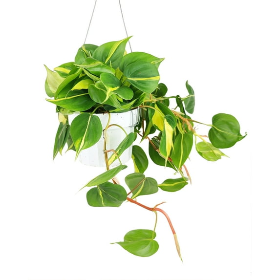 Philodendron Cordatum Brasil (6" Grower Pot) - Colorful Air-purifying Houseplant for Decoration