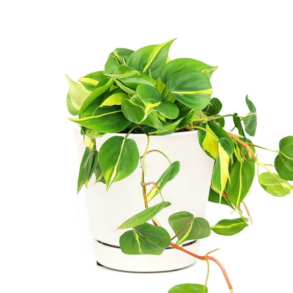 Philodendron Cordatum Brasil (6"+ Minimalist Pot) - Colorful Foliage Air-purfiying Houseplant for Home Office Decoration - Live Healthy Easy to Care Indoor Plant for Beginners