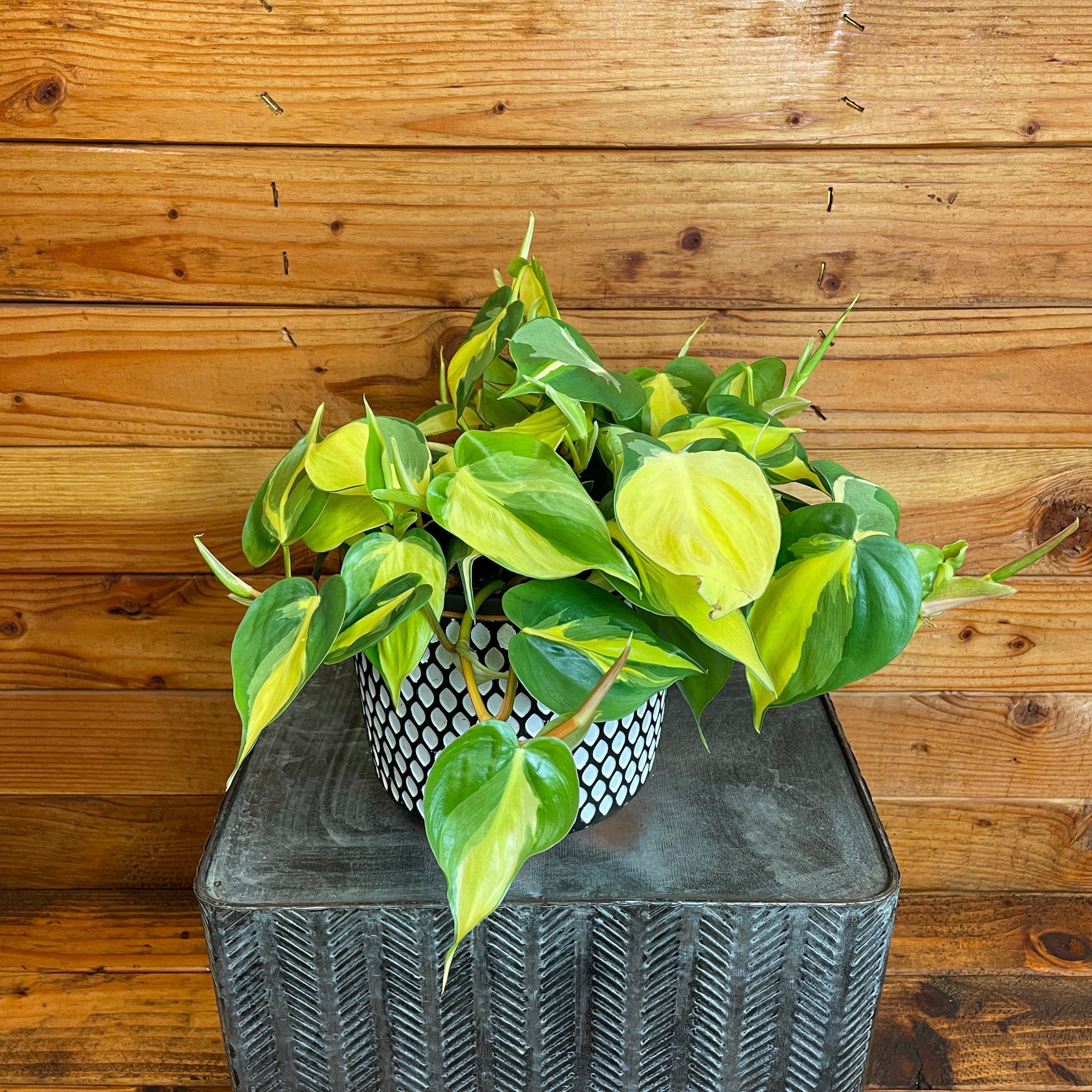 philodendron xanadu gelbe blätter Philodendron xanadu aurea