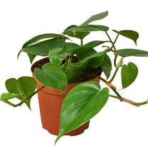 Philodendron Cordatum Heartleaf Live Plant for Indoor | Different Houseplants in 4'' & 6'' Pot | Real House Plant for Living Room, Office, Desk & Bathroom