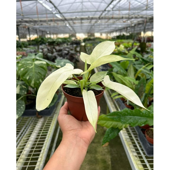 Philodendron 'Florida Ghost', 4" Pot, Indoor Houseplant, Easy Care, Live Plant for Indoor & Outdoor