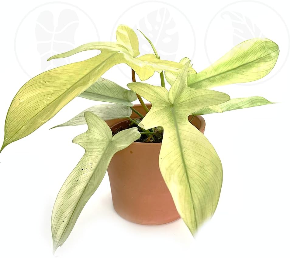 Philodendron Florida Ghost Mint | Live Plant in a 2 or 4 Inch Growers Pot, Live Indoor, Easy to Grow, Easy to Care, and Low Maintenance Houseplant, Rare Plants (4" Pot)