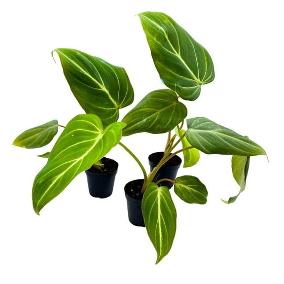 Philodendron Gloriosum, 2 inch Set of 3, Rare Philo Tiny Mini Pixie Plants