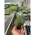 thumbnail image 1 of Philodendron Gloriosum - Live Air-Purifying Indoor Plant in Nursery Pot – Easy Care, Low Maintenance Houseplant for Home & Office Decor, Natural Air Cleaner, Best for Beginners (2"Pot), 1 of 9