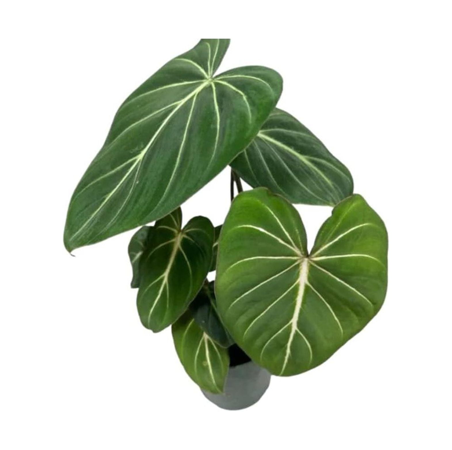 Philodendron Gloriosum Live Plant in a 4 Inch Growers Pot, Live