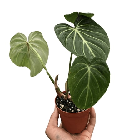 Philodendron Gloriosum 'Zebra' in 4" Pot | Live Plant for Indoor | 7 - 12 inch Tall