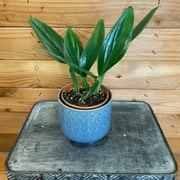 Philodendron Guttiferum, 4 Plant, The Plant Farm