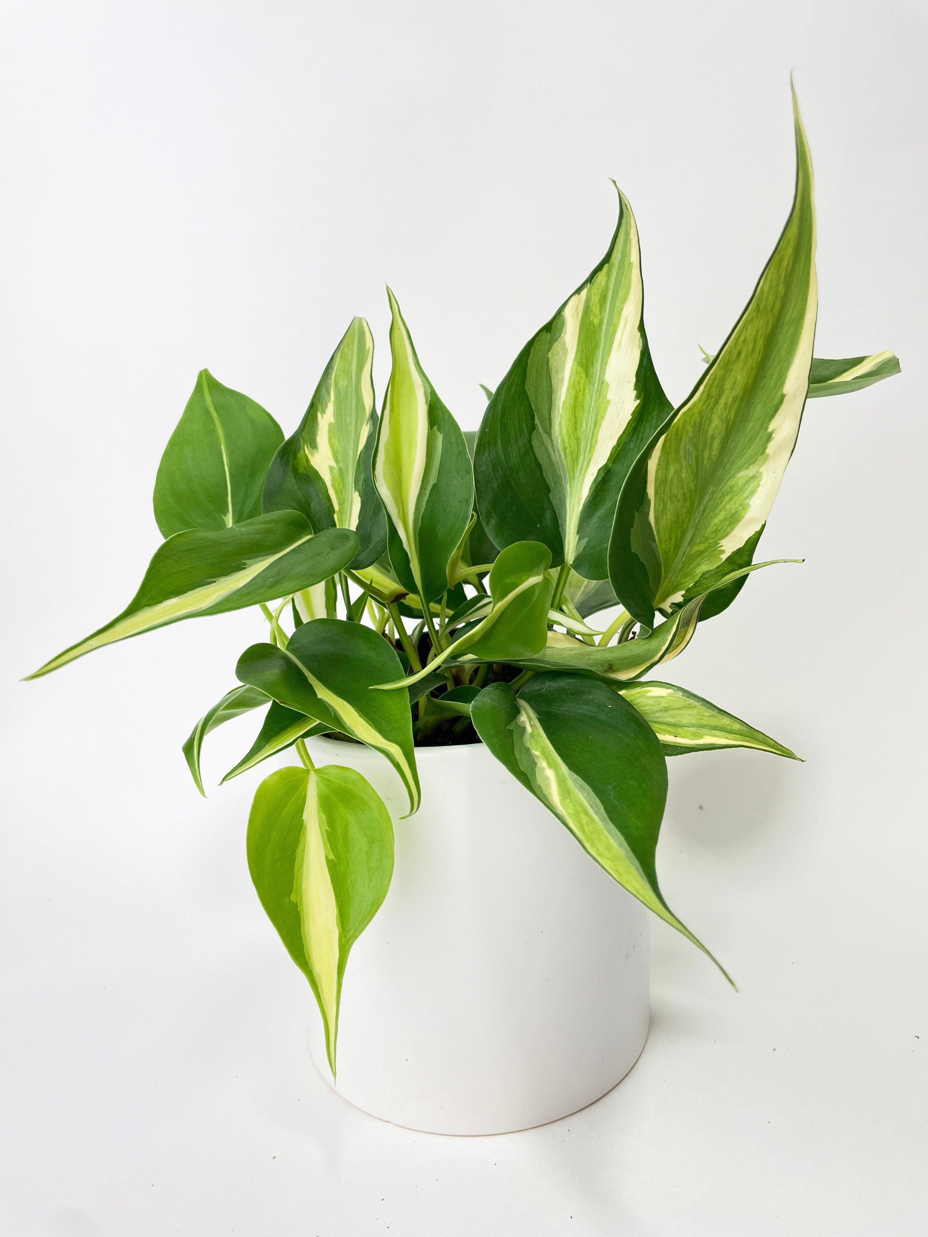Philodendron Hederaceum Silver Stripe | Stunning Trailing Houseplant with Striking Heart-Shaped Leaves | Live Indoor Plant
