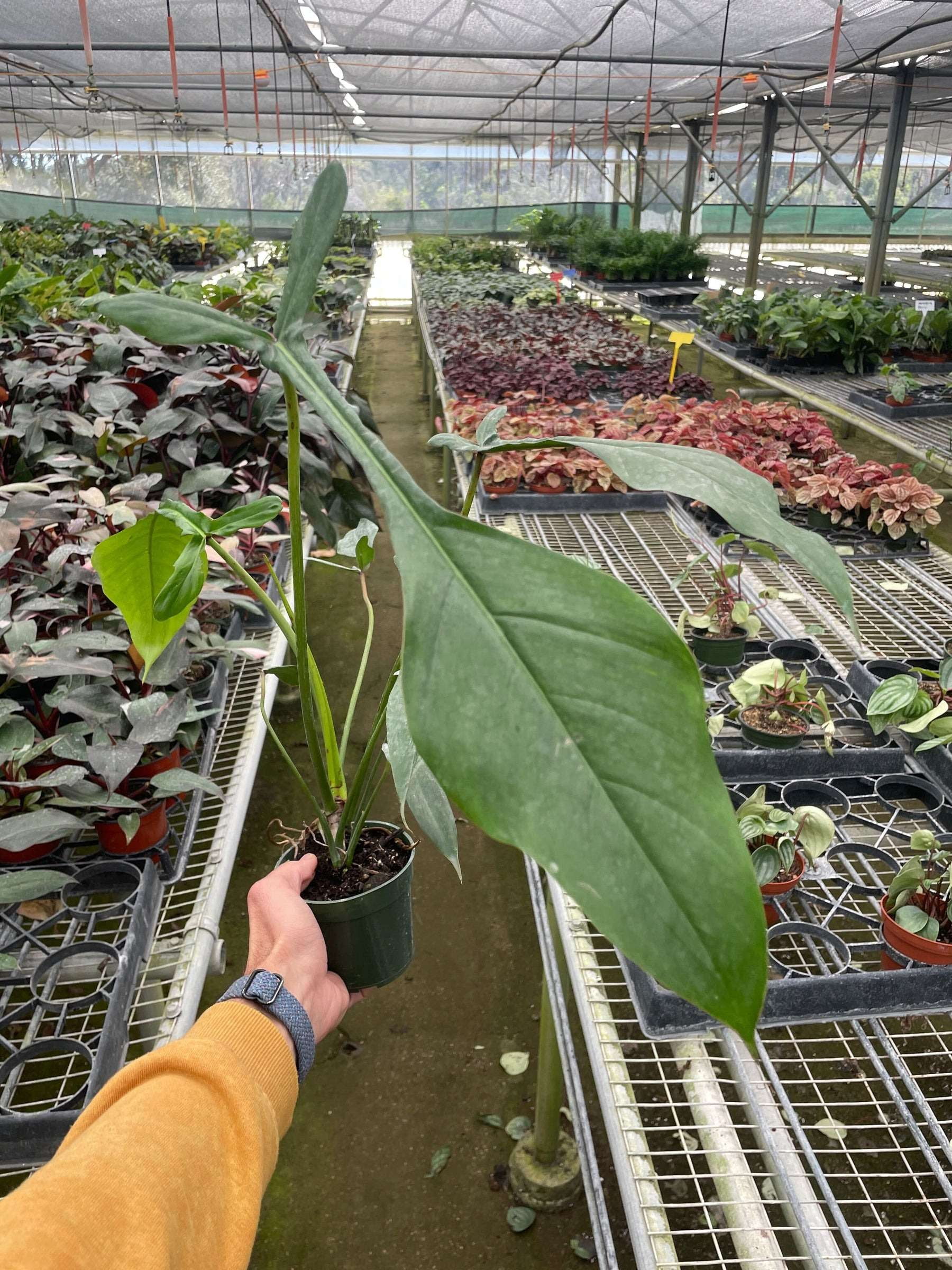 Philodendron JOEPII Live Plant for Indoor | Different Houseplants in 4'' & 6'' Pot | Real House Plant Decor for Living Room, Office, Desk & Bathroom | Philodendron moonenii