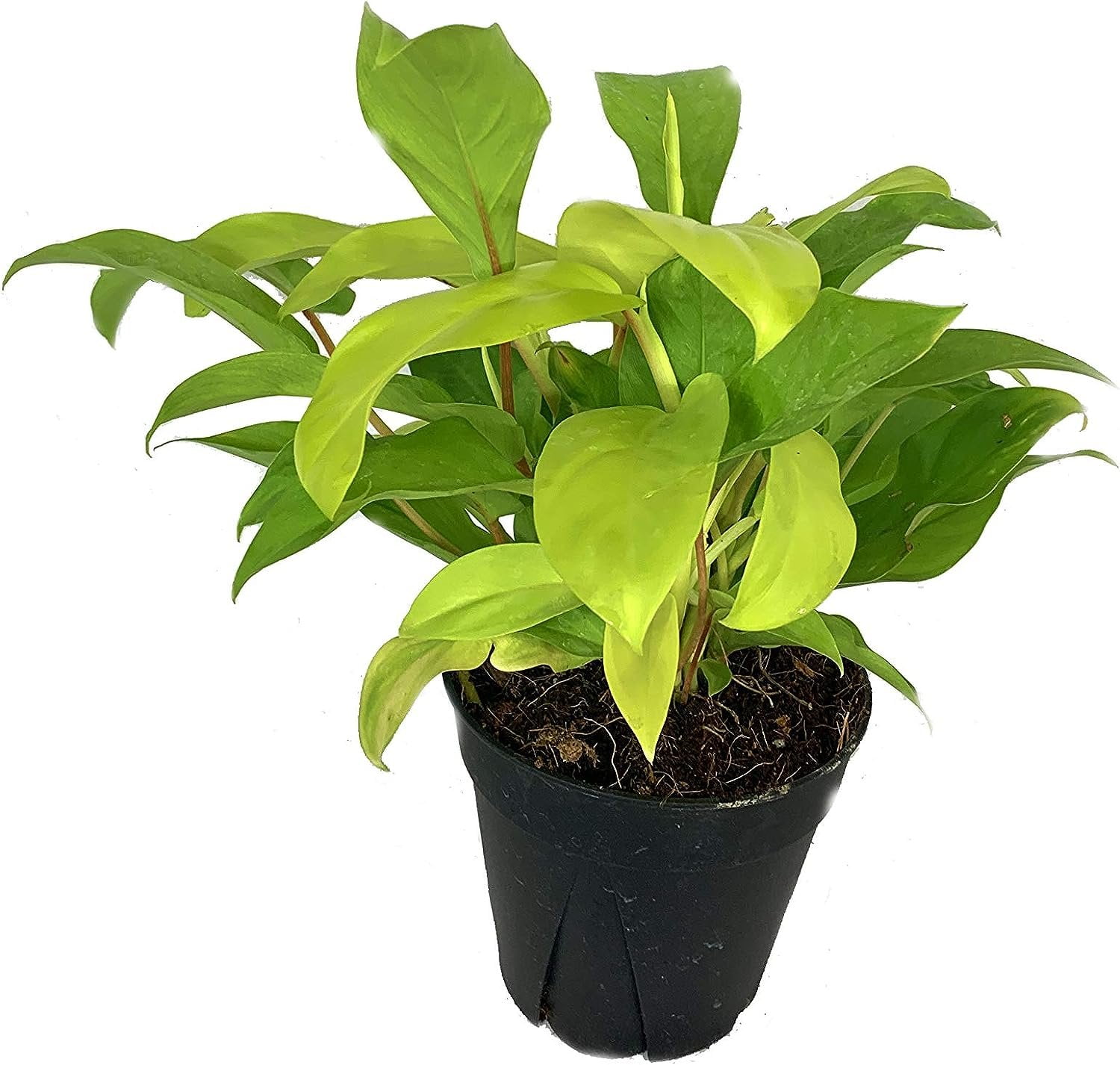 Philodendron Lemon Lime - Live Plant in a 6 Inch Growers Pot ...