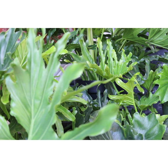 Philodendron Lickety Split-Unique Split Leaves-Lush Green Indoor Plant 10" Pot