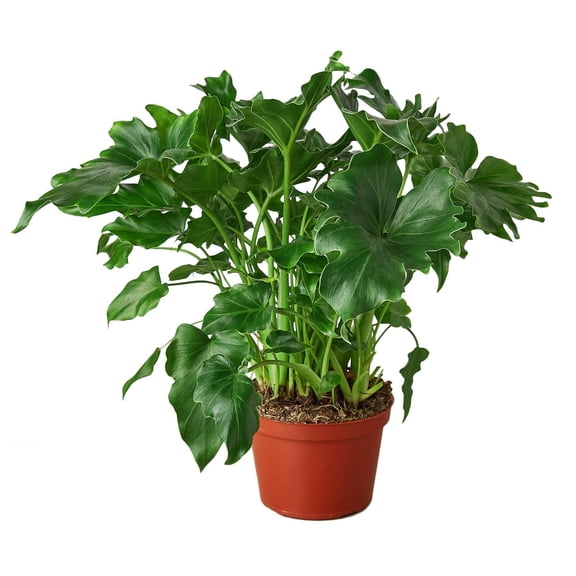 Philodendron ‚ÄòLittle Hope', 6" Pot, Indoor Houseplant, Easy Care, Live Plant for Indoor & Outdoor
