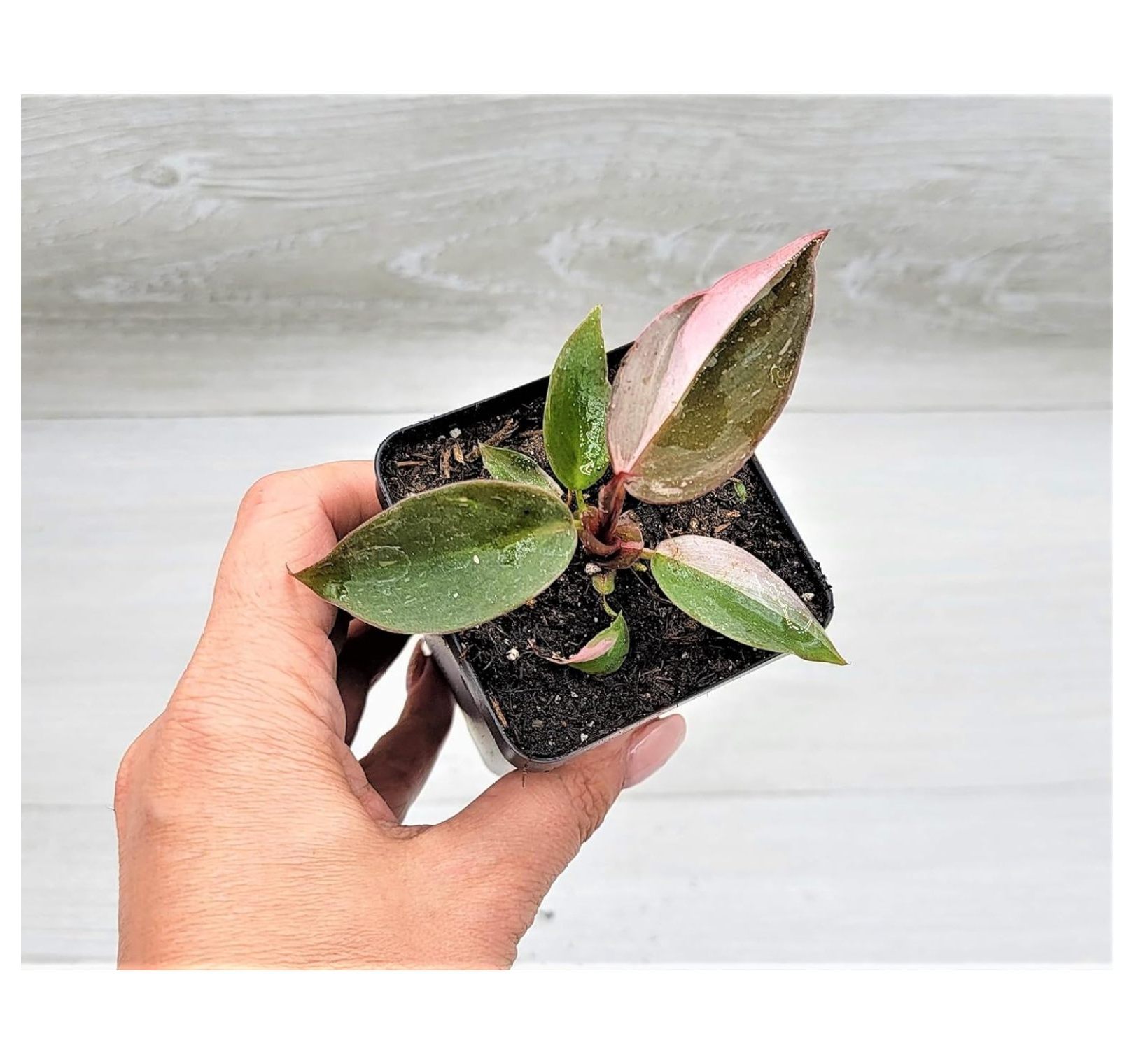 Philodendron Live Rare House Plants (All Plants are Fully Rooted Plants!) in 3" Pot by BULYAXIA