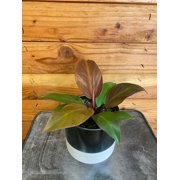 Philodendron McColleys Finale, 4" Plant, The Plant Farm