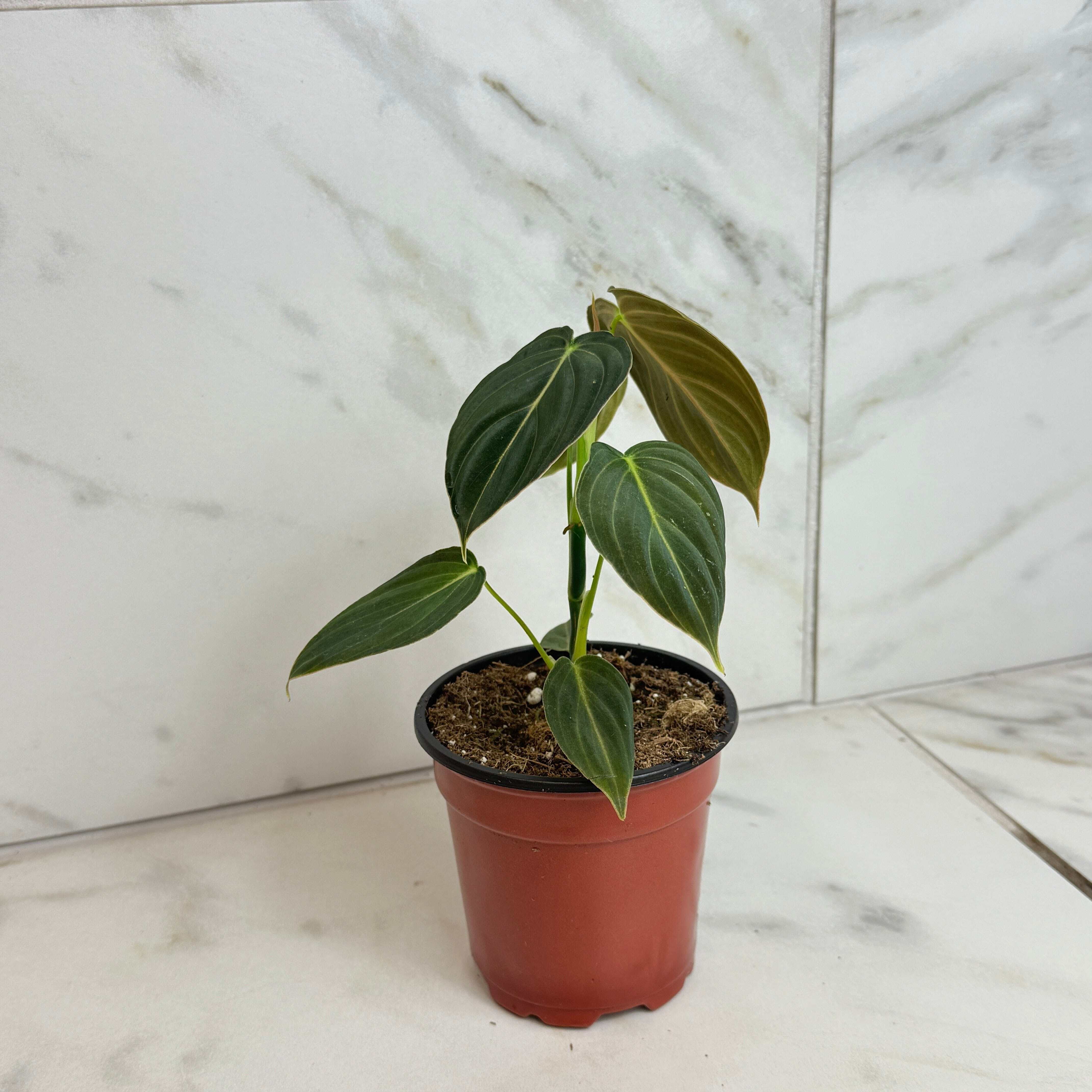 Philodendron Melanochrysum, 4" Plant, The Plant Farm - Walmart.com