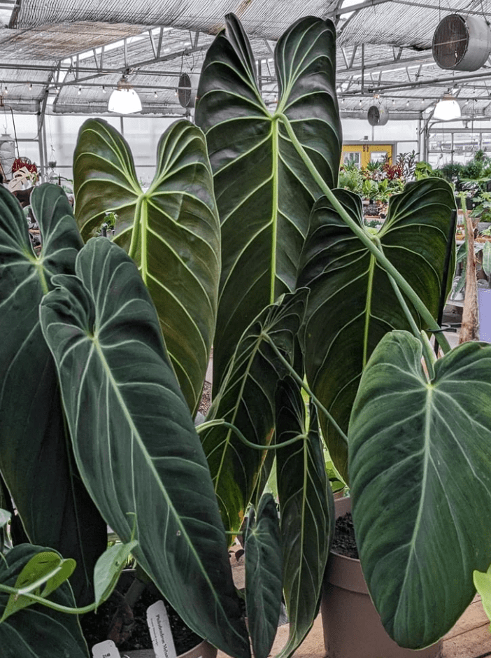 Philodendron Melanochrysum Live Plant, 5–9 Inch Tall Tropical Houseplant Starter, Velvety Dark Green Foliage for Indoor Growing
