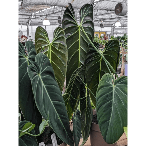 Philodendron Melanochrysum Live Plant, 59 Inch Tall Tropical Houseplant Starter, Velvety Dark Green Foliage for Indoor Growing