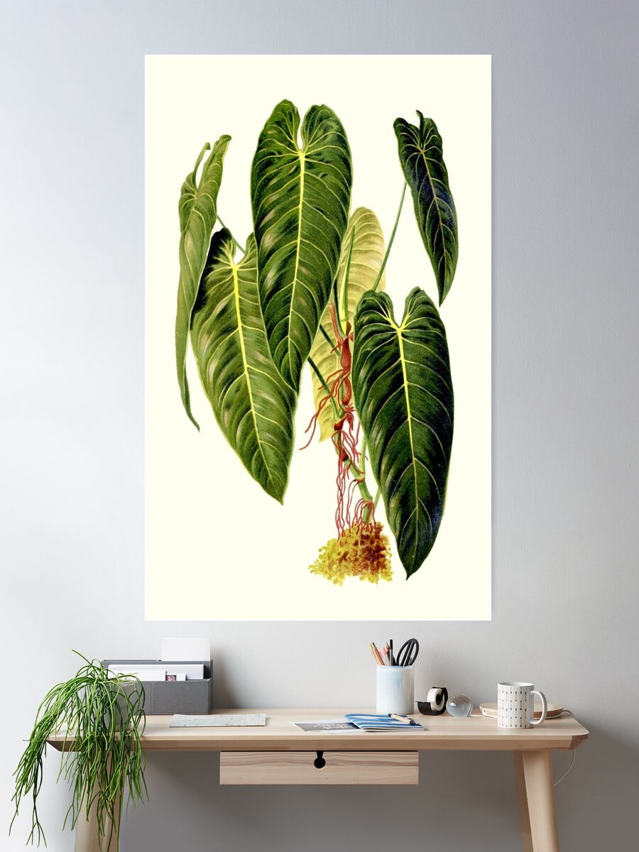 Philodendron Melanochrysum - Revue Horticole Poster Wall Art, Modern Wall  Decor For Living Room Bedroom, 8x12 UNFRAMED - Walmart.com