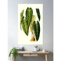 Philodendron Melanochrysum - Revue Horticole Poster Wall Art, Modern Wall Decor For Living Room Bedroom, 8x12 UNFRAMED