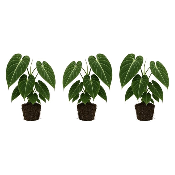 Philodendron Melanochrysum Starter Plants - Rare Tropical Climber, 4-8 inches, Partial Shade, Ships Bare Root, No Pot