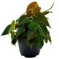 thumbnail image 1 of Philodendron Micans, 6 inch, Velvet Leaf, Philo hederaceum, Sweetheart Plant, 1 of 5