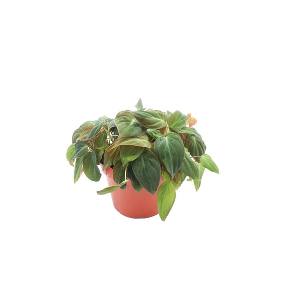 Philodendron Micans - 8" from California Tropicals