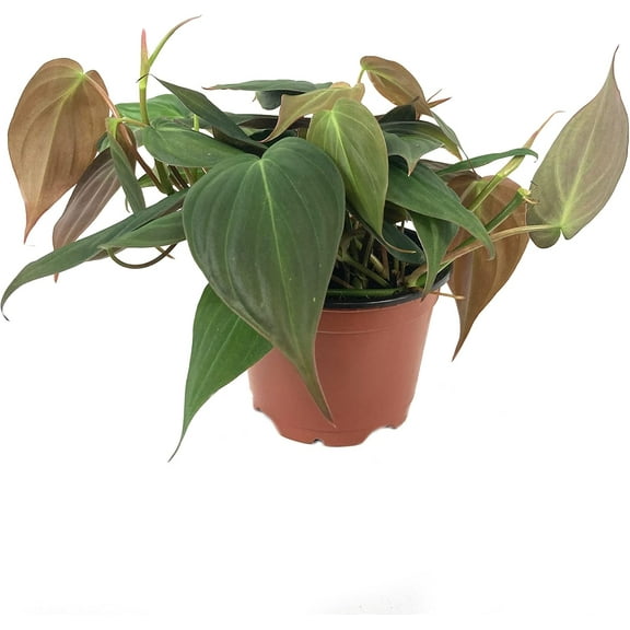 Philodendron Micans - Live Plant in a 4 Inch Growers Pot - Philodendron 'Micans' - Florist Quality Indoor Air Purifying Houseplant from Florida