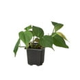 thumbnail image 1 of Philodendron Micans Velvet - Live Air-Purifying Indoor Plant in Nursery Pot – Easy Care, Low Maintenance Houseplant for Home & Office Decor, Natural Air Cleaner, Best for Beginners (3"Pot, NurseryPot), 1 of 9