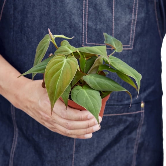 Philodendron Micans Velvet - Live Air-Purifying Indoor Plant in Nursery Pot – Easy Care, Low Maintenance Houseplant for Home & Office Decor, Natural Air Cleaner, Best for Beginners (4"Pot