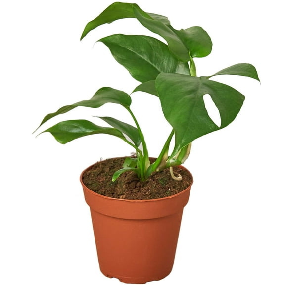 Philodendron Monstera Minima Live Plant for Indoor | Different Houseplants in 4'' & 6'' Pot | Real House Plant for Living Room, Office, Desk & Bathroom | Cheese Holes Plant