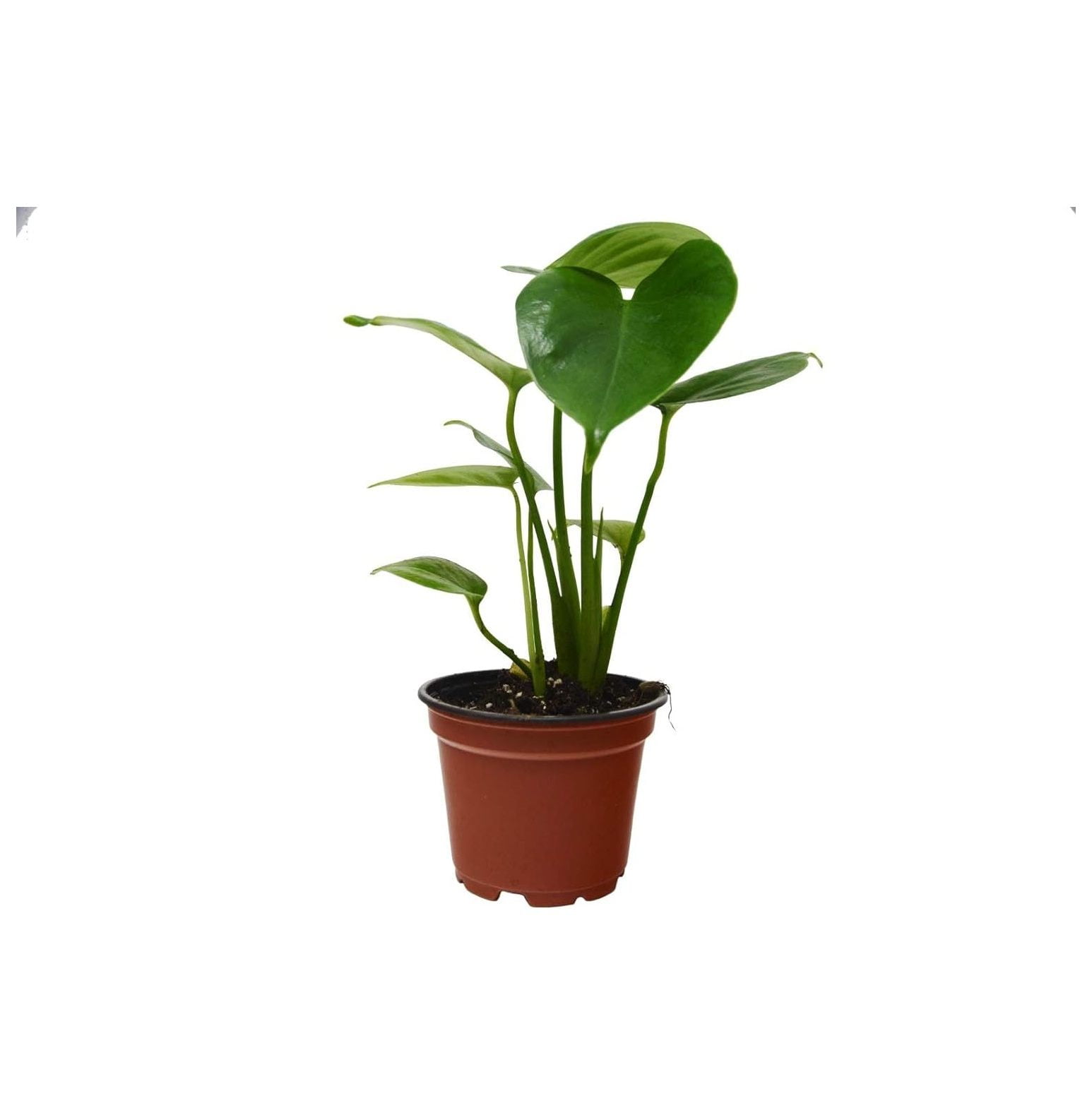 Philodendron Monstera (SplitLeaf) Live House Plant 4" Pot Free Care Guide