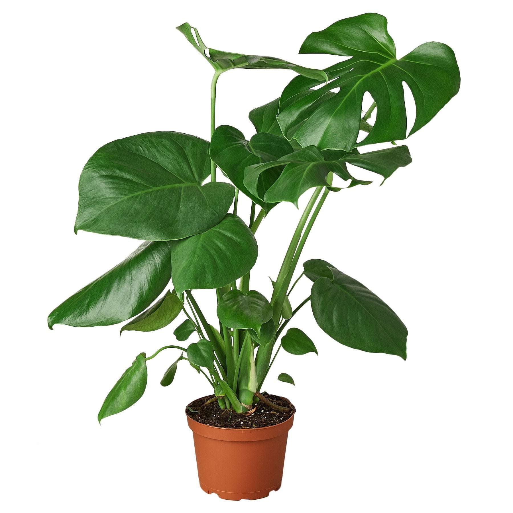 Philodendron Monstera Split-Leaf Live Plant for Indoor | Different Houseplants in 4'' & 6'' Pot | Real House Plant for Living Room, Office, Desk & Bathroom | Swiss Cheese
