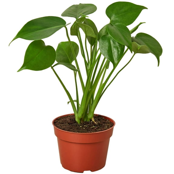 Philodendron Monstera Split-Leaf Live Plant for Indoor | Different Houseplants in 4'' & 6'' Pot | Real House Plant for Living Room, Office, Desk & Bathroom | Swiss Cheese