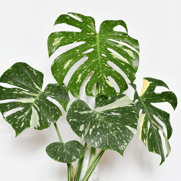 Philodendron Monstera Thai Constellation Plant Live in 4 Inch Pot, Rare Monstera for Home Office Dcor