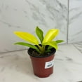 thumbnail image 1 of Philodendron Moonlight, 4" Plant, The Plant Farm, 1 of 5