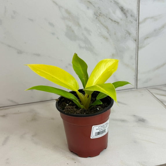 Philodendron Moonlight, 4" Plant, The Plant Farm