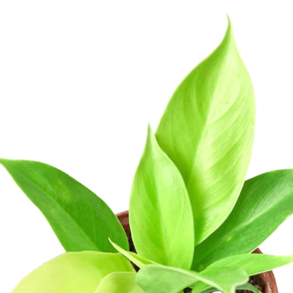 Philodendron 'Moonlight', 6" Pot, Indoor Houseplant, Easy Care, Live Plant for Indoor & Outdoor