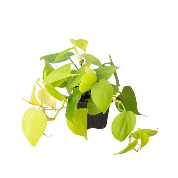 Philodendron 'Neon', 3" Pot, Indoor Houseplant, Easy Care, Live Plant for Indoor & Outdoor