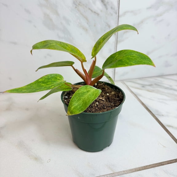 Philodendron Painted Lady, 4" Plant, The Plant Farm